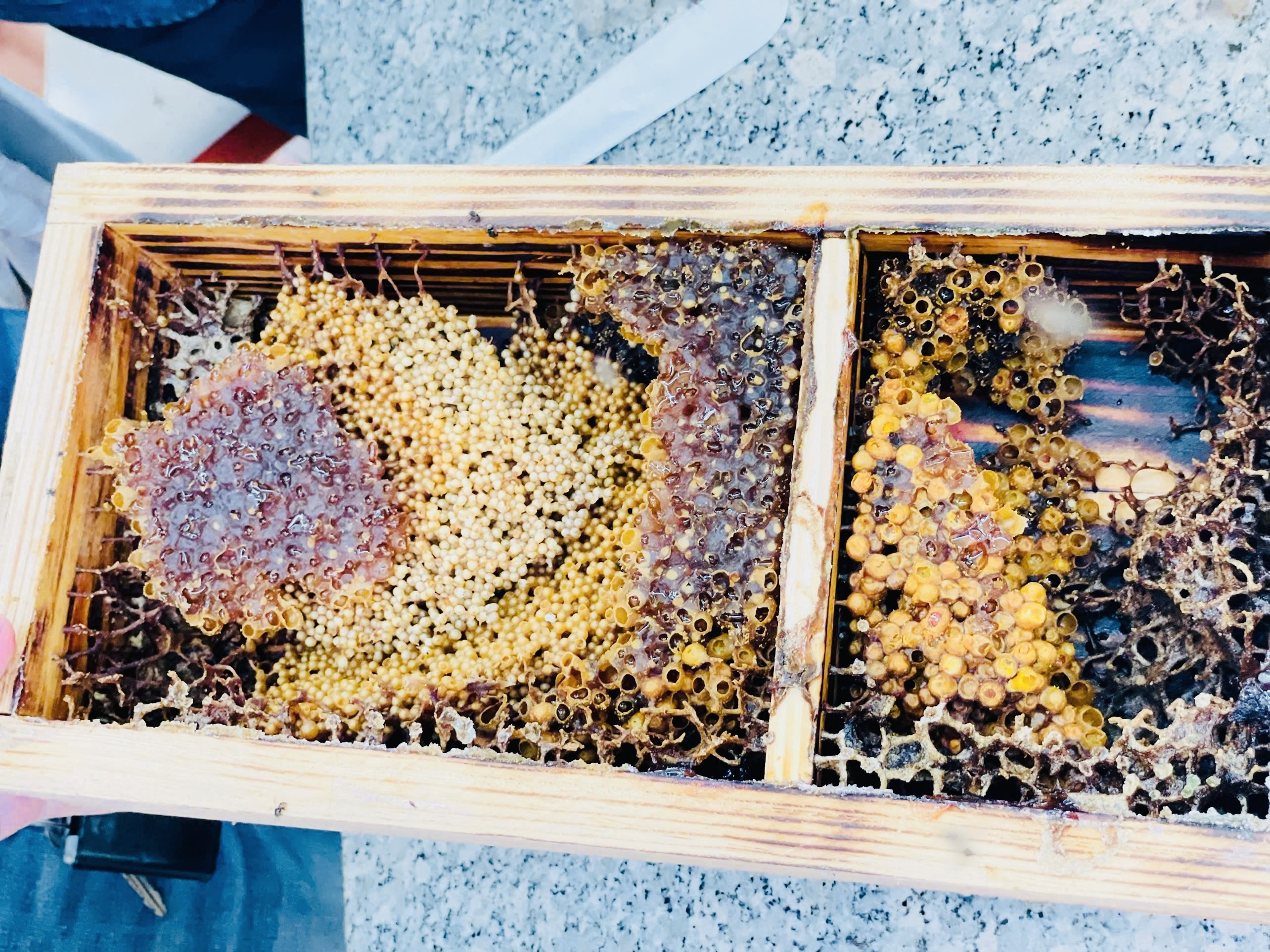 Bên trong tổ ong dú OngMoc — phấn hoa vàng, mật nâu, sáp tổ chia ngăn rõ rệt